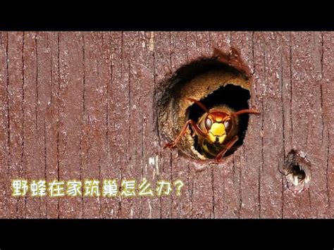 窗外有蜂巢 風水|【家外有蜂窩】家外有蜂窩？必看！吳青舟風水師揭秘家居風水